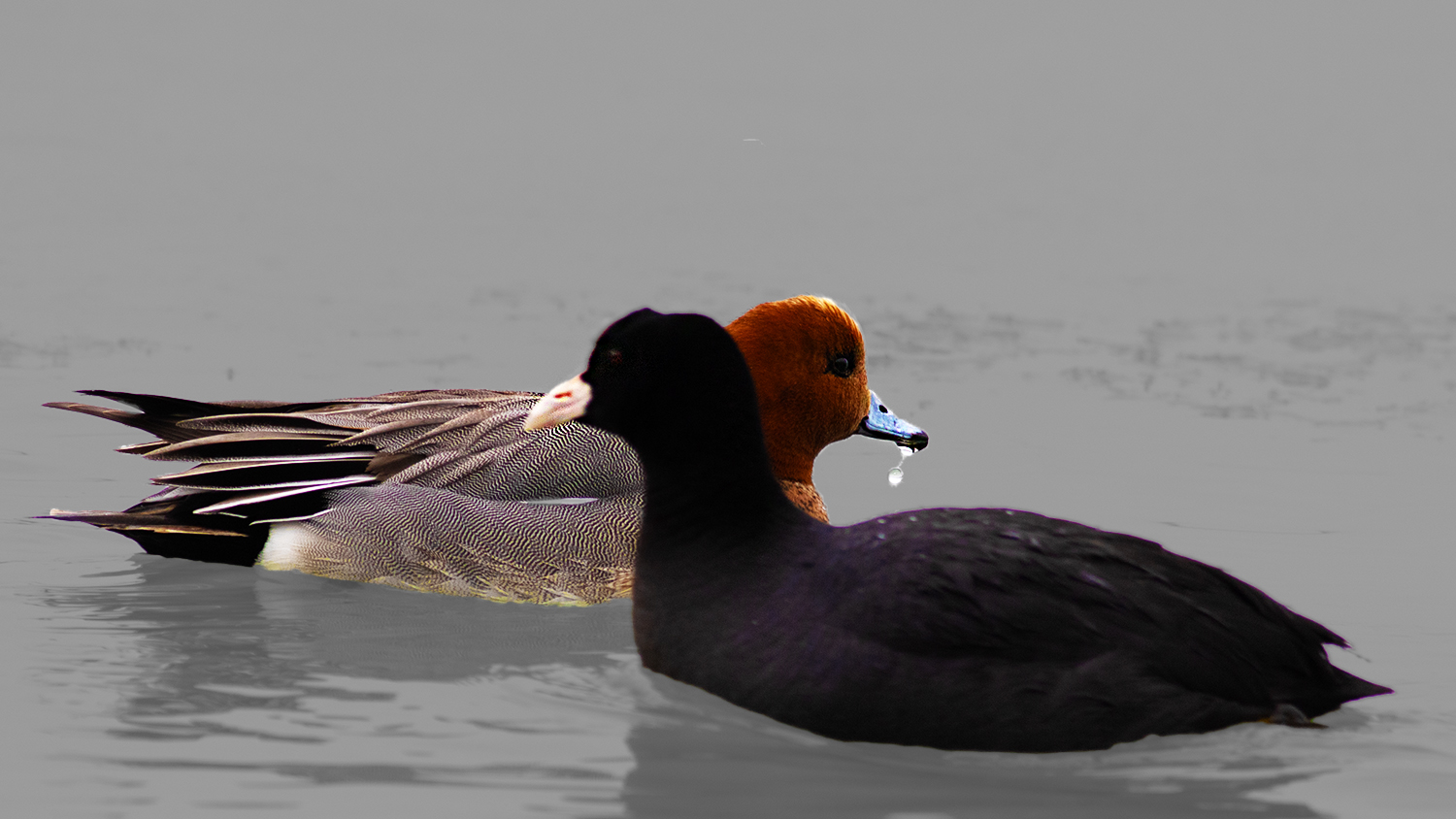 Eurasian Coot